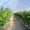 Poza cu Folie solar 180 microni Plastika Kritis 3809 UV difuză Premium EVA 16 m