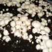 Poza cu Folie 200 microni alb-negru Plastika Kritis 5010