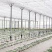 Poza cu Folie termică perforată 300m 4202, tratată UV și IR