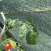 Poza cu Plasă de umbrire GeoSol 45% verde pentru culturi și solarii