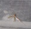 Poza cu Plasă contra insectelor 1.8m x 80m  pentru ferestre, aerisiri și zone de protecție
