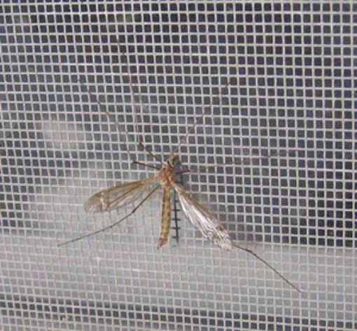 Poza cu Plasă contra insectelor 1.8m x 80m  pentru ferestre, aerisiri și zone de protecție