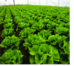 Poza cu Răsaduri profesionale de salată verde Shangore F1 pentru solar și câmp