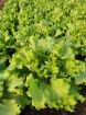 Poza cu Răsaduri profesionale de salată verde creață Fiyonk F1 pentru solar și câmp
