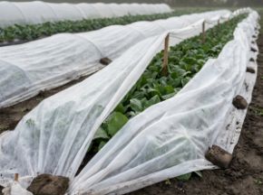 Poza pentru categoria Folie microporoasă antiîngheț (Agril)