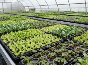 Poza pentru categoria Răsaduri de salată & stoloni