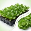 Poza cu Răsaduri profesionale de salată verde Shangore F1 pentru solar și câmp