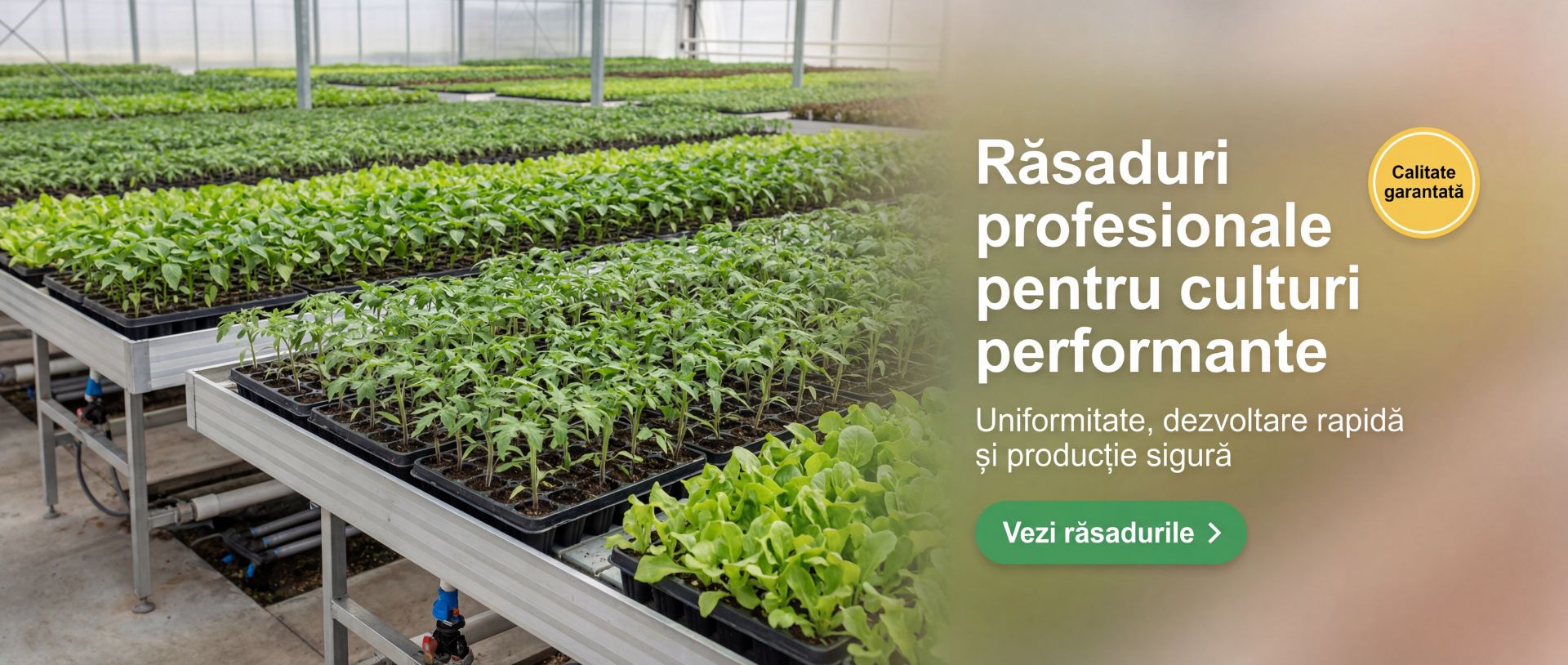 rasaduri de legume