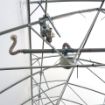 Poza cu Motor pentru ventilație la coamă în sere și solarii profesionale
