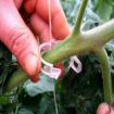 Poza cu Cleme de palisare pentru legume și plante cultivate în solar