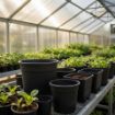 Poza cu Containere PE pentru producție horticolă - volum variabil 3-230 litri