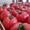 Poza cu Pink Rock F1 – semințe profesionale de tomate roz pentru solar și seră