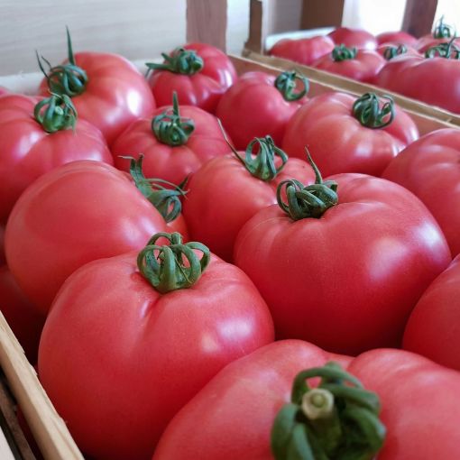 Poza cu Pink Rock F1 – semințe profesionale de tomate roz pentru solar și seră