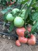 Poza cu Pink Rock F1 – semințe profesionale de tomate roz pentru solar și seră