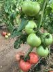 Poza cu Pink Rock F1 – semințe profesionale de tomate roz pentru solar și seră