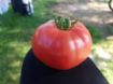 Poza cu Pink Rock F1 – semințe profesionale de tomate roz pentru solar și seră