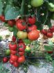 Poza cu Antalya RN F1 – 1000 semințe profesionale de tomate pentru producție ridicată
