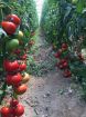 Poza cu Antalya RN F1 – 1000 semințe profesionale de tomate pentru producție ridicată