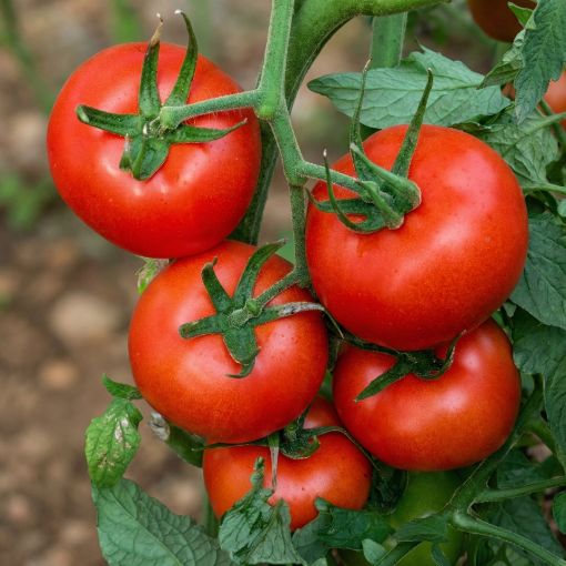 Poza cu Antalya RN F1 – 1000 semințe profesionale de tomate pentru producție ridicată