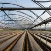 Poza cu Folie solar Pati Italia 180 microni pentru sere și solarii