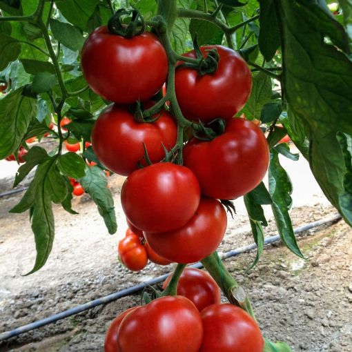 Poza cu Kahraman F1 – semințe profesionale de tomate pentru producție ridicată