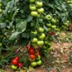 Poza cu Ozkan F1 – semințe profesionale de tomate pentru producție ridicată