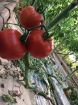 Poza cu Eurasia (Asia) F1 – 1000 semințe profesionale de tomate pentru producție ridicată
