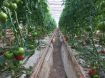 Poza cu Eurasia (Asia) F1 – 1000 semințe profesionale de tomate pentru producție ridicată
