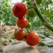 Poza cu Eurasia (Asia) F1 – 1000 semințe profesionale de tomate pentru producție ridicată
