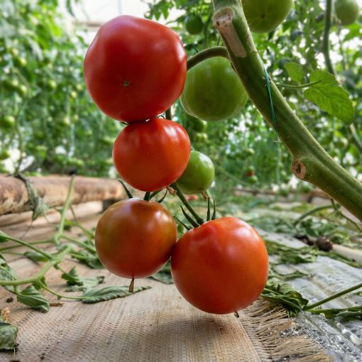 Poza cu Eurasia (Asia) F1 – 1000 semințe profesionale de tomate pentru producție ridicată