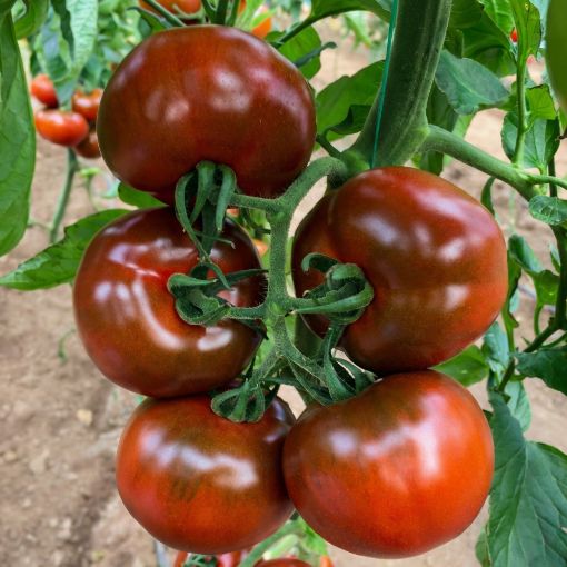 Poza cu Sacher F1 – 250 semințe premium de tomate speciale pentru culturi profesionale