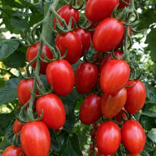 Poza cu Nicoleta F1 – 250 semințe premium de tomate cherry pentru sere și solarii