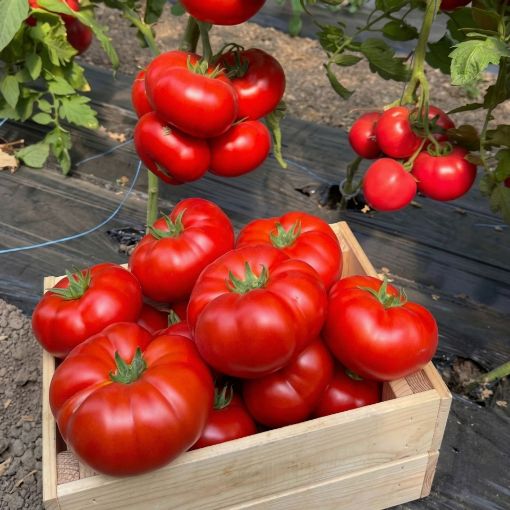 Poza cu Big Sacher (132 - 283) F1 – 250 semințe premium de tomate speciale pentru culturi profesionale