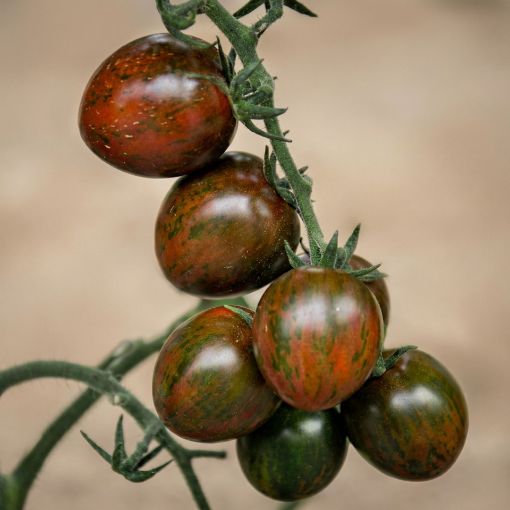 Poza cu 172-857 Brown Cherry F1 – 250 semințe premium de tomate cherry pentru sere și solarii