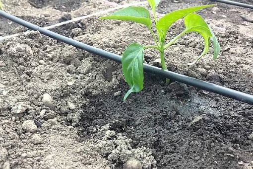 Poza cu Țeavă magistrală pentru sisteme de irigație 6 ATM – alimentare sigură pentru linii de picurare 
