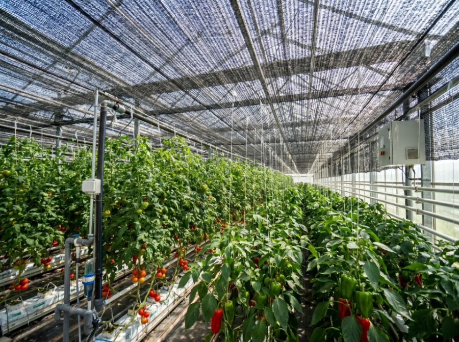 Cum alegi corect plasa de umbrire pentru solar, grădină sau terasă?