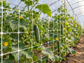 Poza pentru categoria Plase de susținere plante